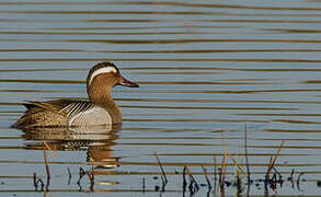 Garganey