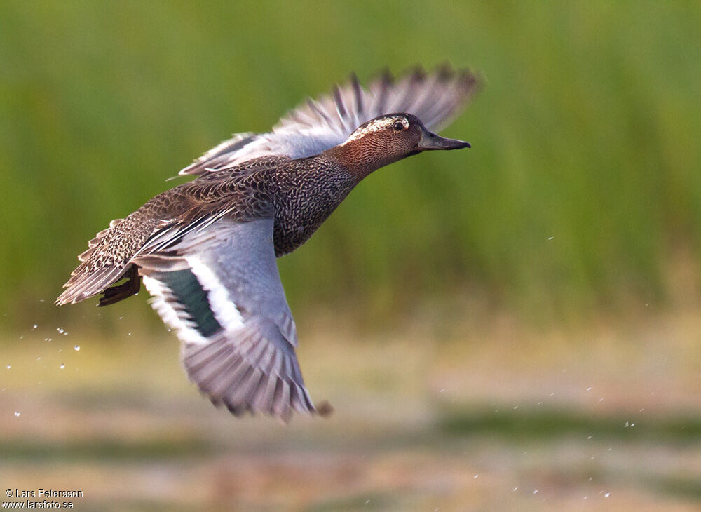 Garganey