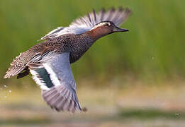 Garganey