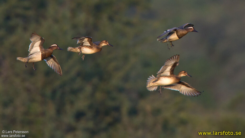 Garganey