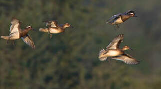 Garganey