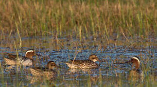 Garganey