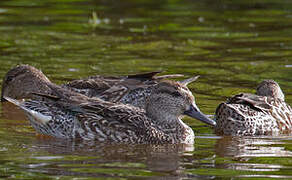 Eurasian Teal