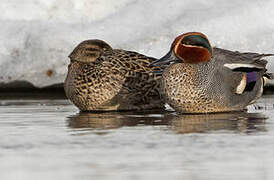 Eurasian Teal