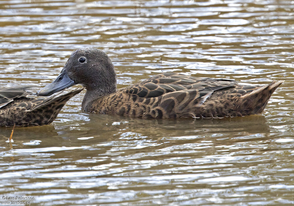 Brown Teal