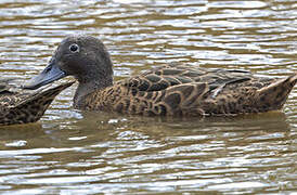 Brown Teal