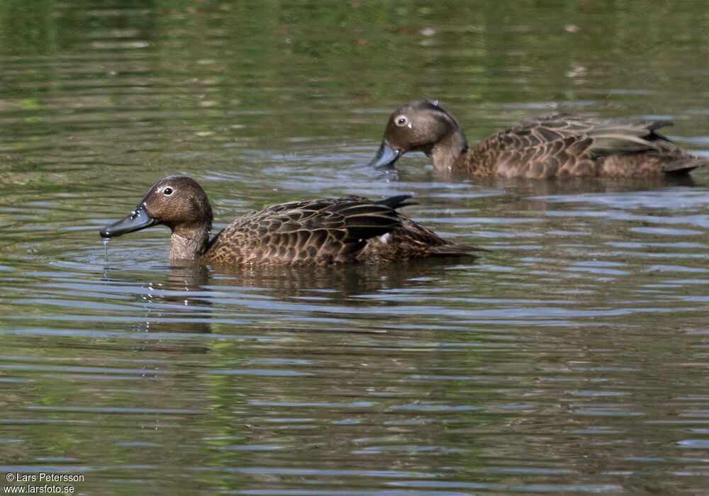 Brown Teal