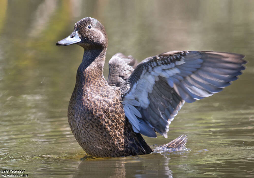 Brown Tealadult, Behaviour