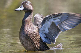 Brown Teal