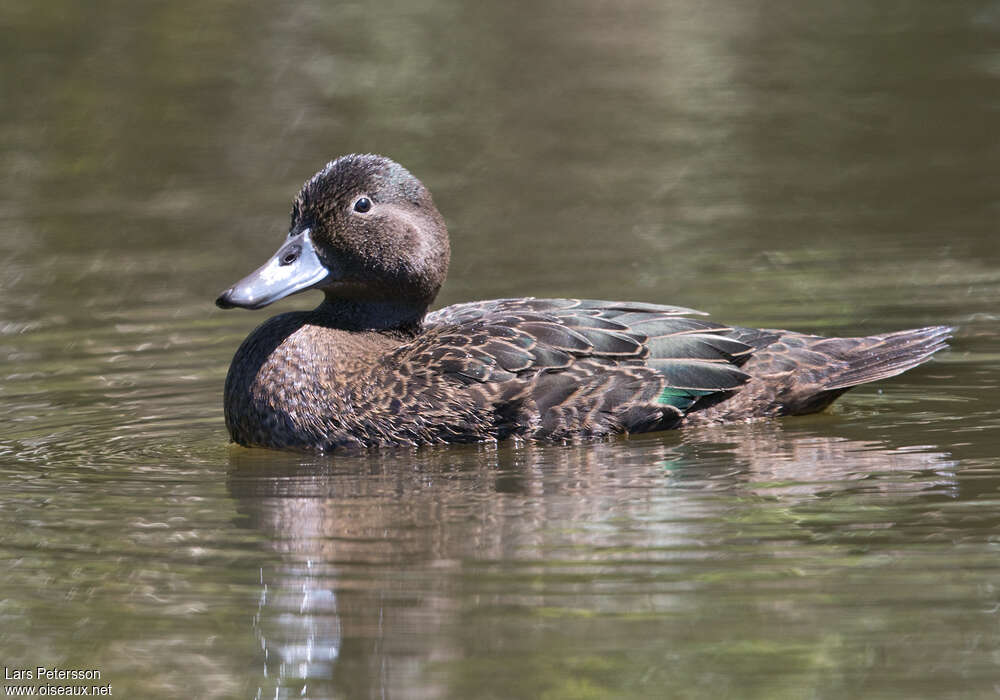 Brown Tealadult, swimming