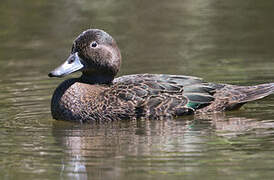 Brown Teal