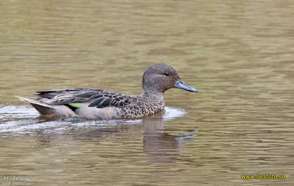 Andean Teal