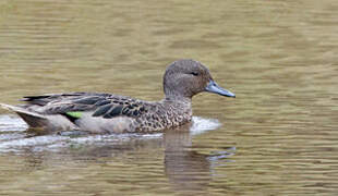 Andean Teal