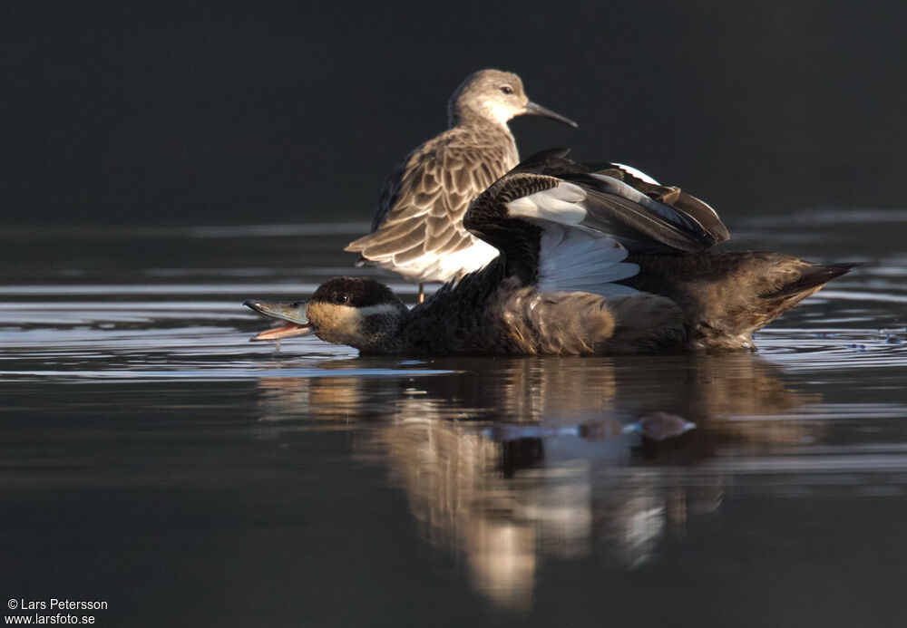 Hottentot Teal