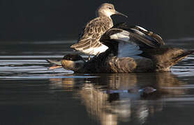 Blue-billed Teal