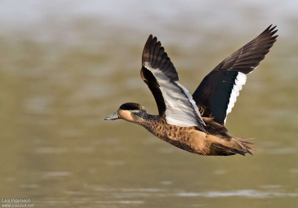 Hottentot Tealadult, Flight