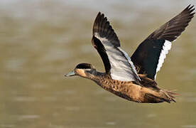 Blue-billed Teal