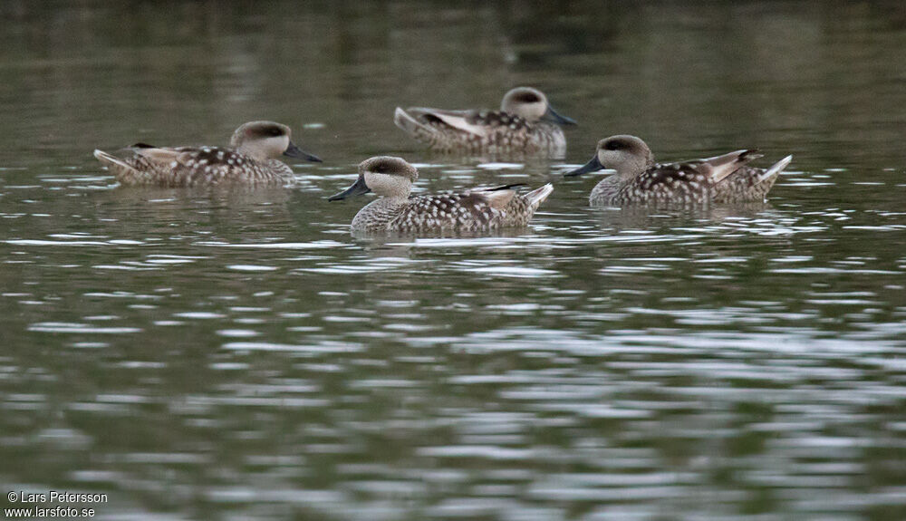 Marbled Duck