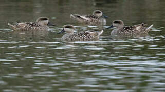 Marbled Duck