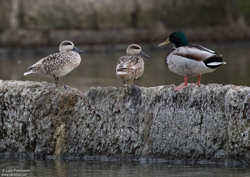 Marbled Duck