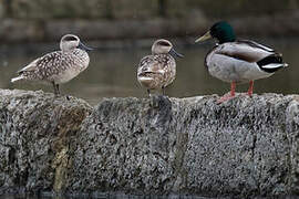 Marbled Duck