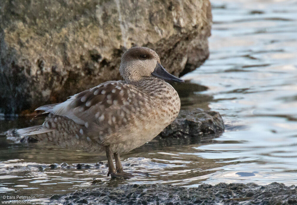 Marbled Duck