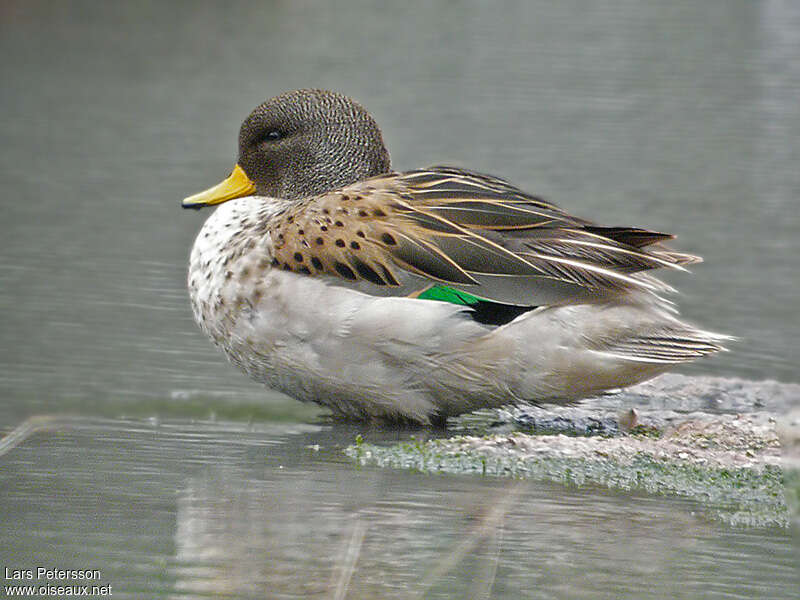 Yellow-billed Teal male adult, identification