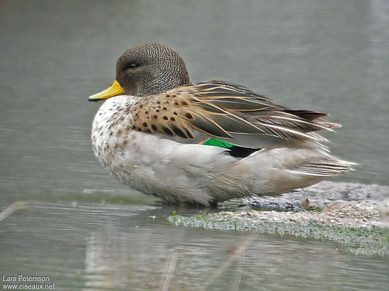 Sarcelle tachetée mâle adulte, identification