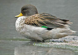 Yellow-billed Teal