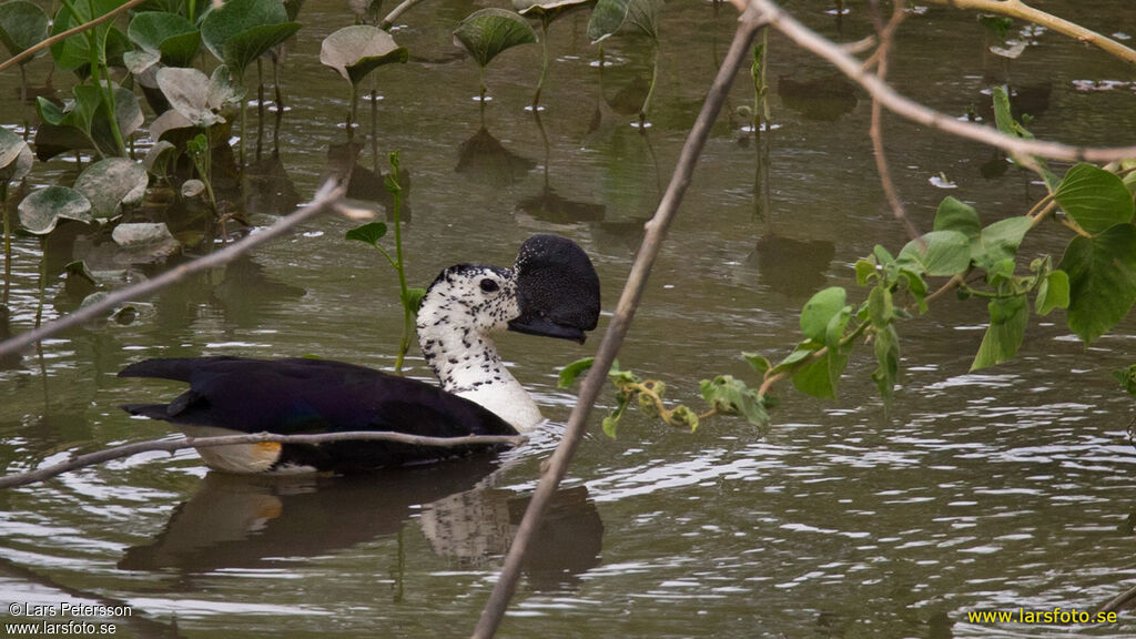 Comb Duck