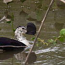 Sarcidiorne sylvicole