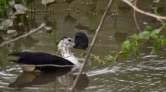 Comb Duck