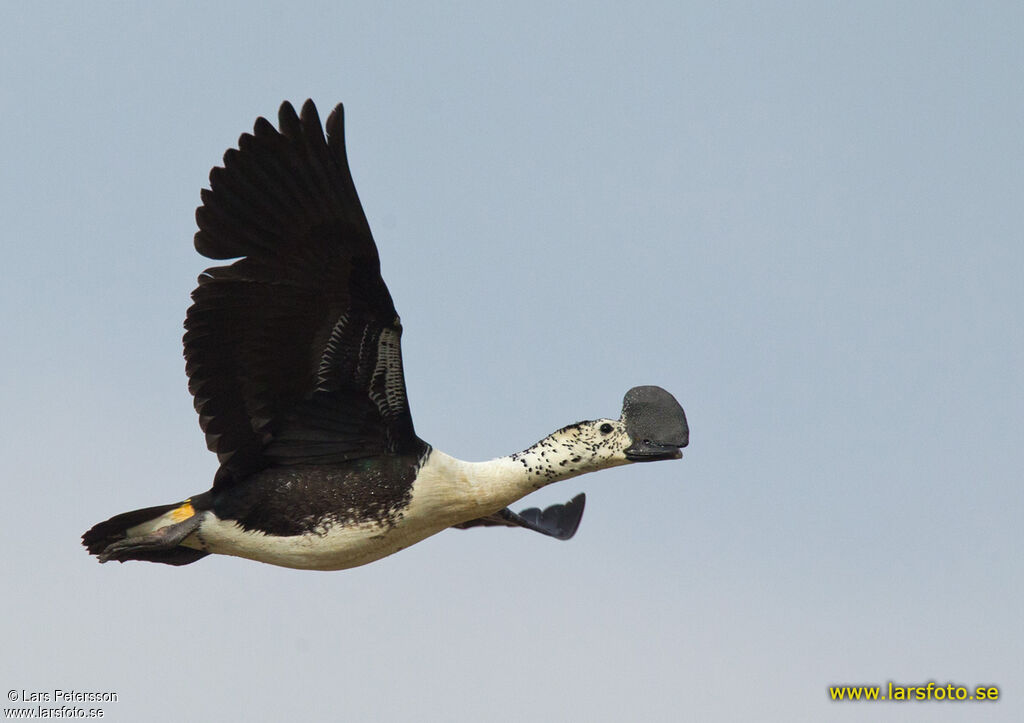 Comb Duck