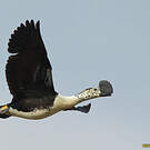 Sarcidiorne sylvicole