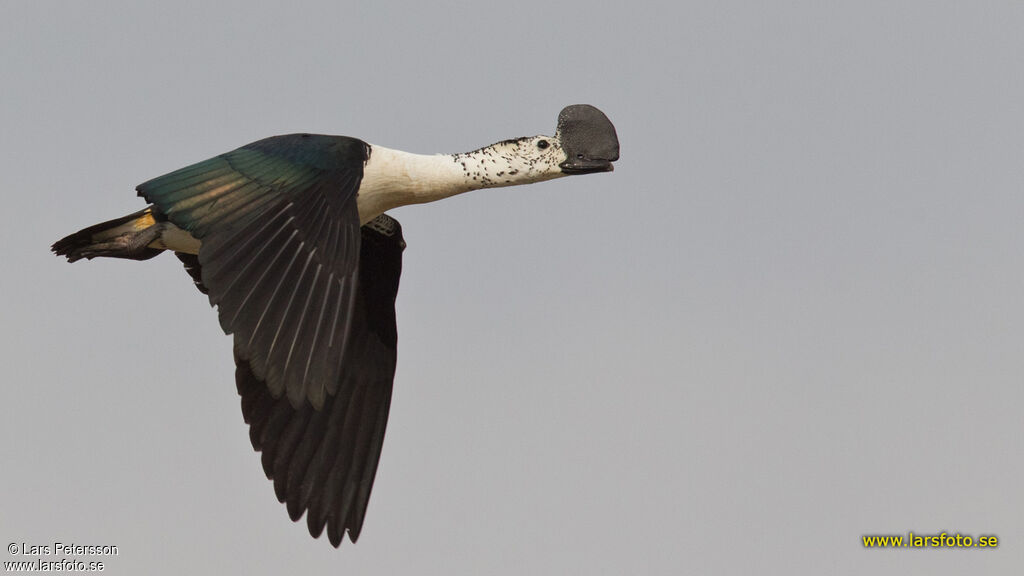 Comb Duck