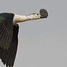 Sarcidiorne sylvicole