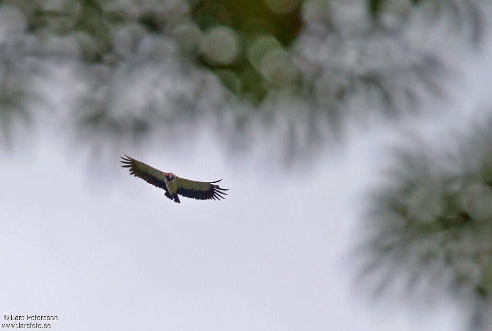 King Vulture