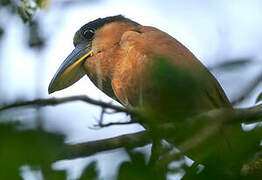 Boat-billed Heron