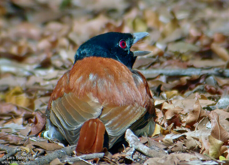 Rufous Vanga