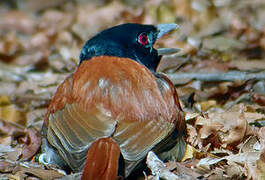 Rufous Vanga