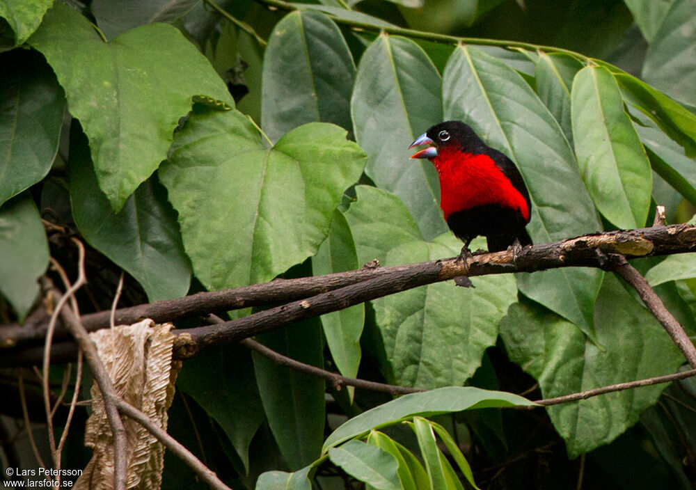 Western Bluebill