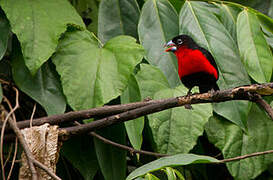 Western Bluebill