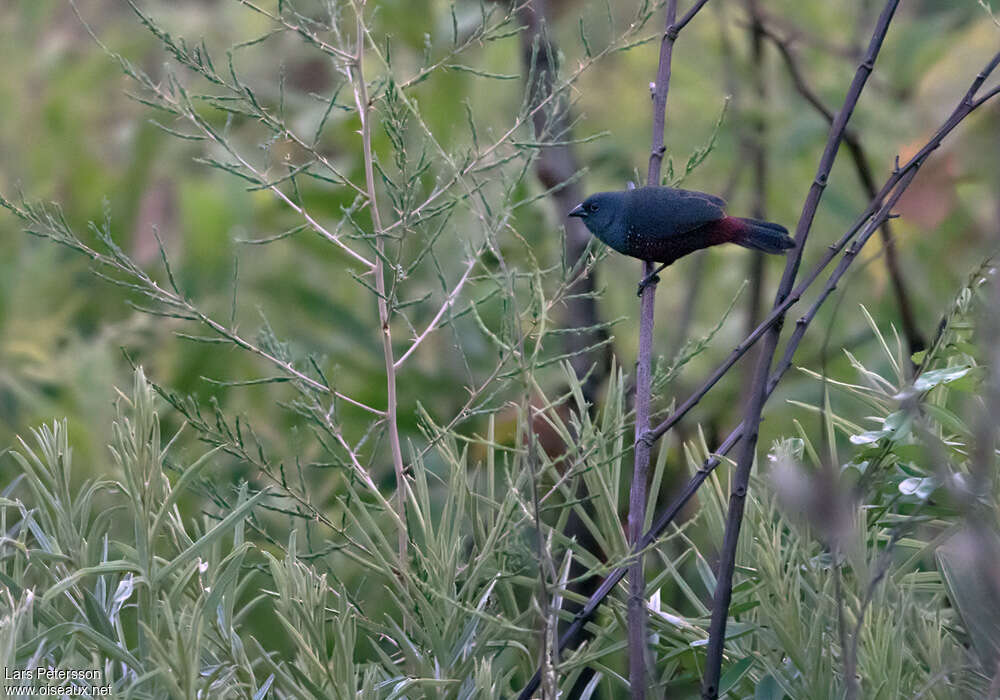 Dusky Twinspot male adult, identification