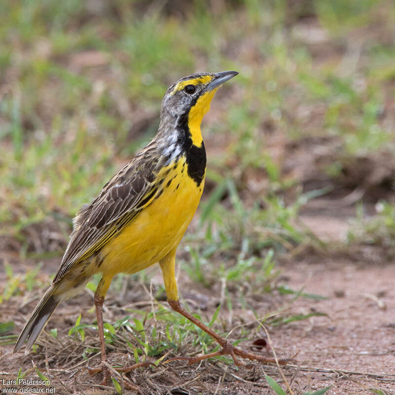 Yellow-throated Longclawadult, identification, walking