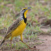 Yellow-throated Longclaw