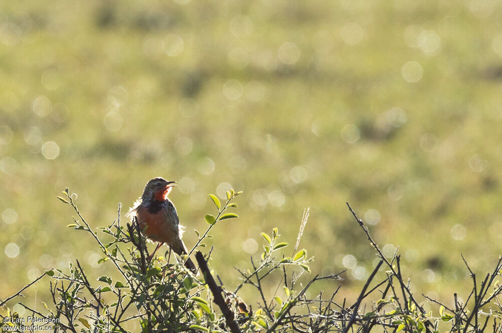 Rosy-throated Longclaw