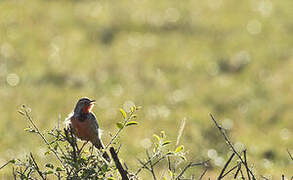 Rosy-throated Longclaw