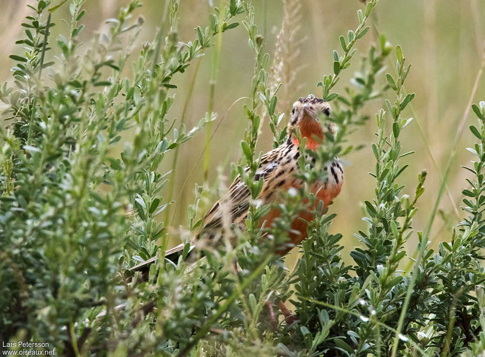 Rosy-throated Longclaw female adult, identification