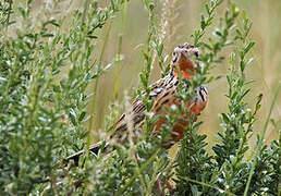 Rosy-throated Longclaw