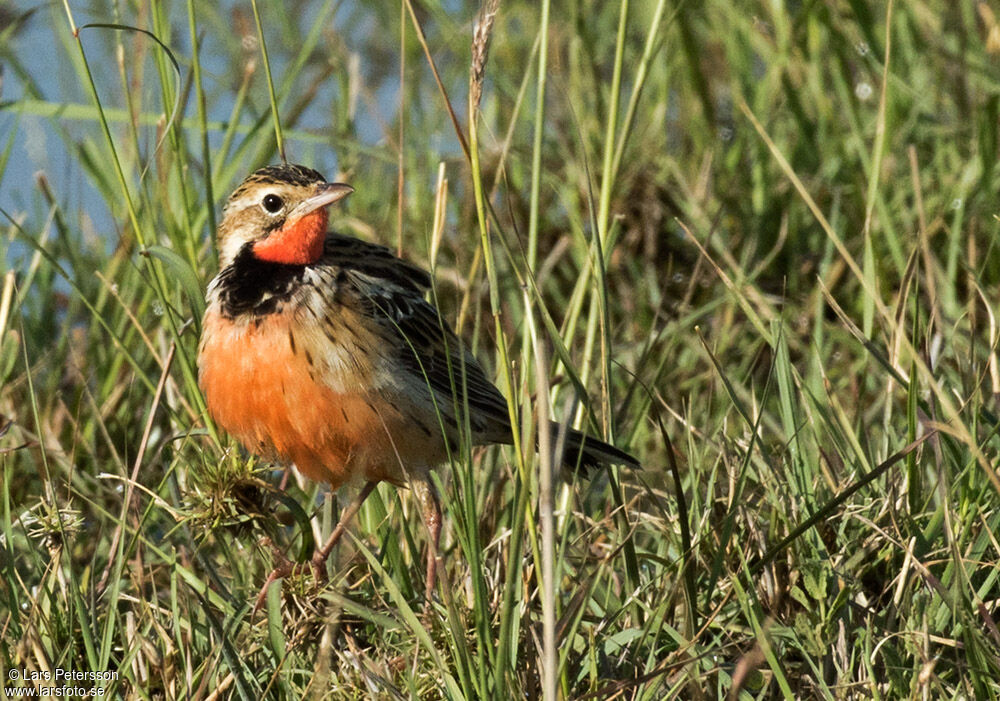 Rosy-throated Longclaw